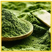 Matcha Powder